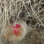 Πανσιόν La Siesta 3*