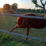 Πανσιόν La Siesta Villafranca di Verona