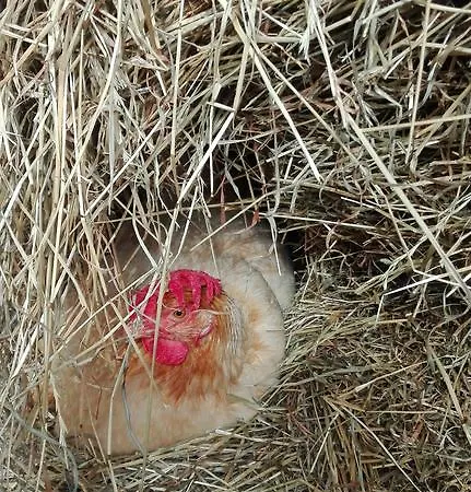 Maison d'hôtes La Siesta *